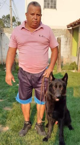 Adestramento e venda de cães de guarda prontos - Foto 3
