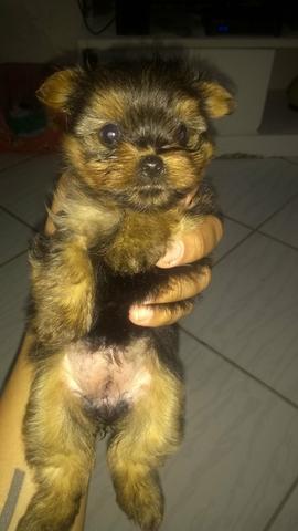 Yorkshire terrier micro Fêmea - Foto 2