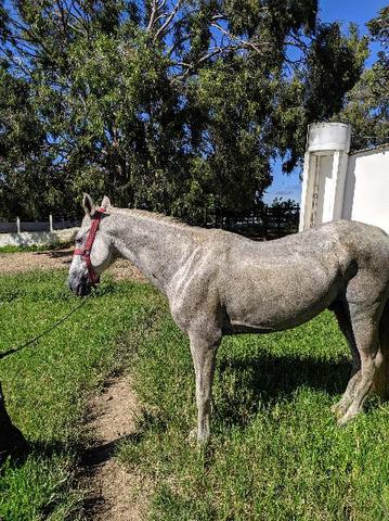 Vendo cavalo bom de sela - Foto 3