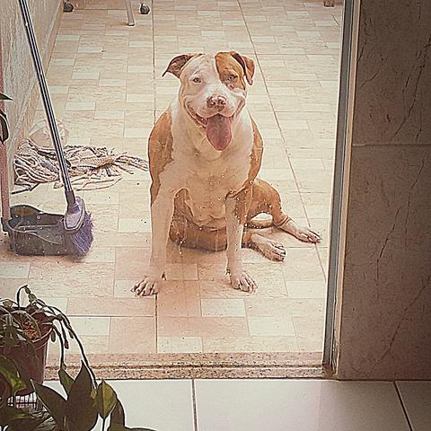 Filhote de Pitbull