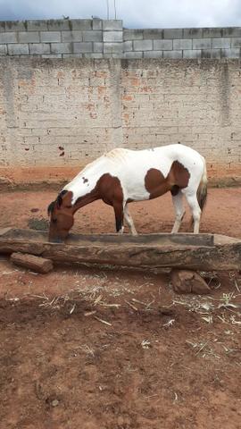 Venda de cavalo