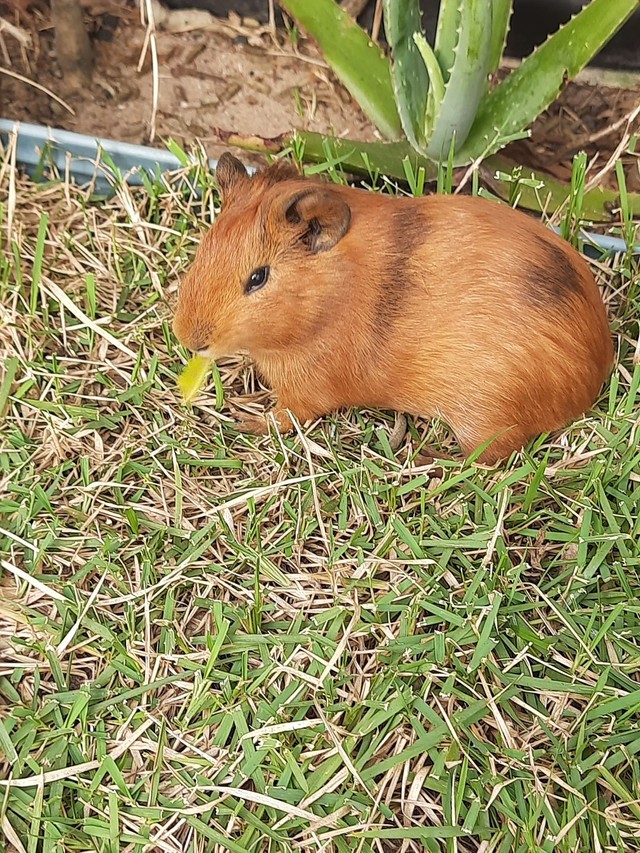 Vendo 3 filhotes de porquinhos da Índia