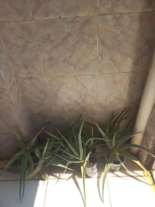 Pés de babosa aloe vera para doação mudas - Foto 2