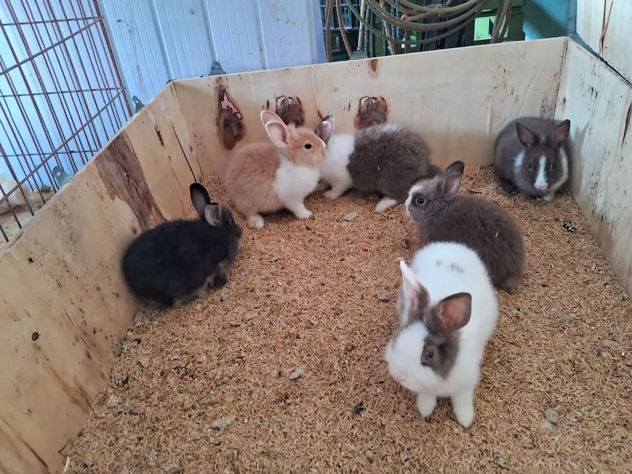 Vendo  coelhos  - Foto 3