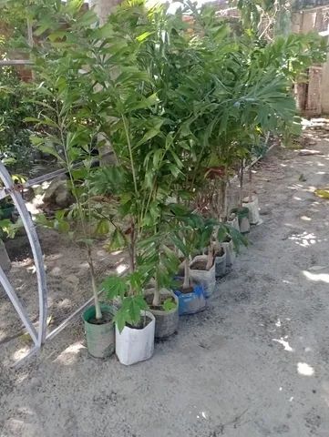 Palmeira rabo de raposa - Foto 3