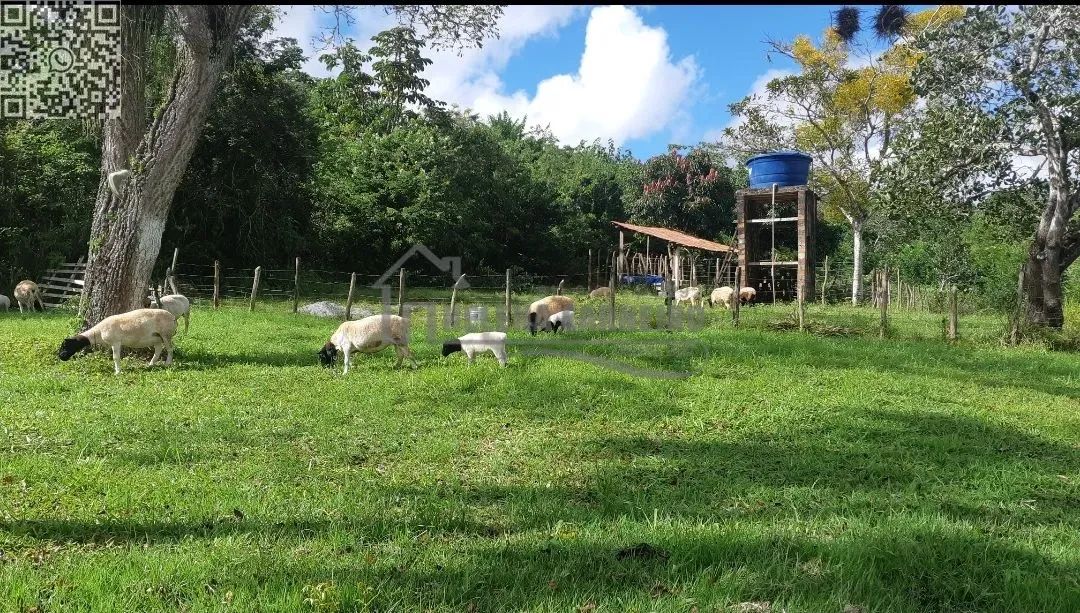 Paudalho  Sítio  Sítio em Paudalho, porteira fechada, 5 hectares - Foto 12