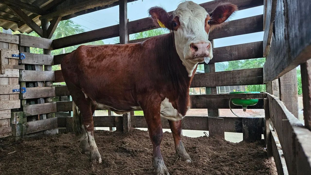  Disponivel  Novilha Brasfort  - Foto 2