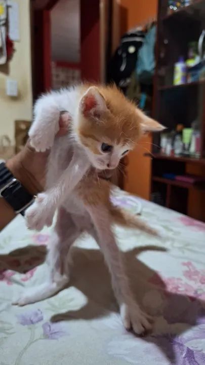 4 Gatinhos fofos e carinhosos para adoção