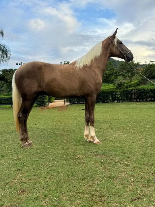 Holofote da Nova Índia