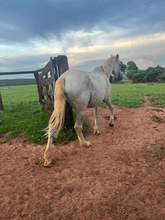 Cavalo Mangalarga com um pouco de quarto de milha - Foto 3