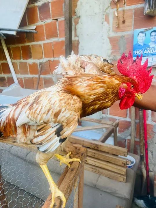 Frangos NovoGem Brown  - Foto 3