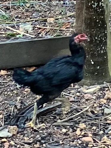 Galinhas Moura e frangos índio gigante Mura Moura