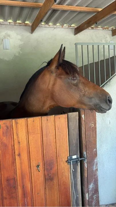 Égua craque de laço