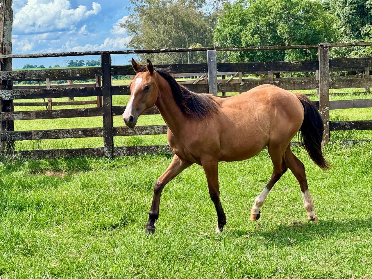 Potra pura streak of fling  - Foto 3