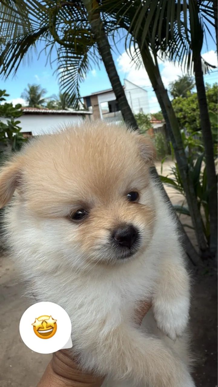 Filhote de cachorro da raça Lulu da Pomerânia