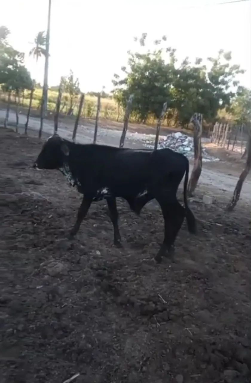 casal de bezerros a venda