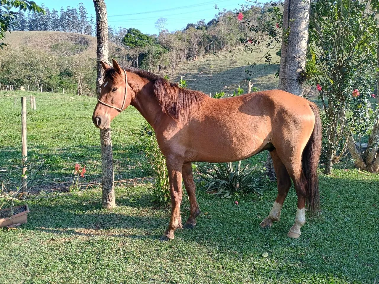 Cavalo de 7 anos 