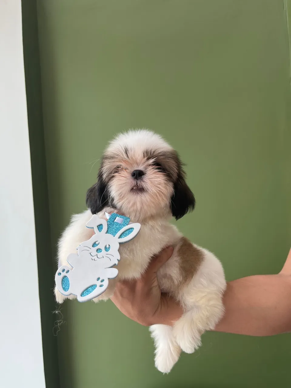 Filhote Shih Tzu MACHO