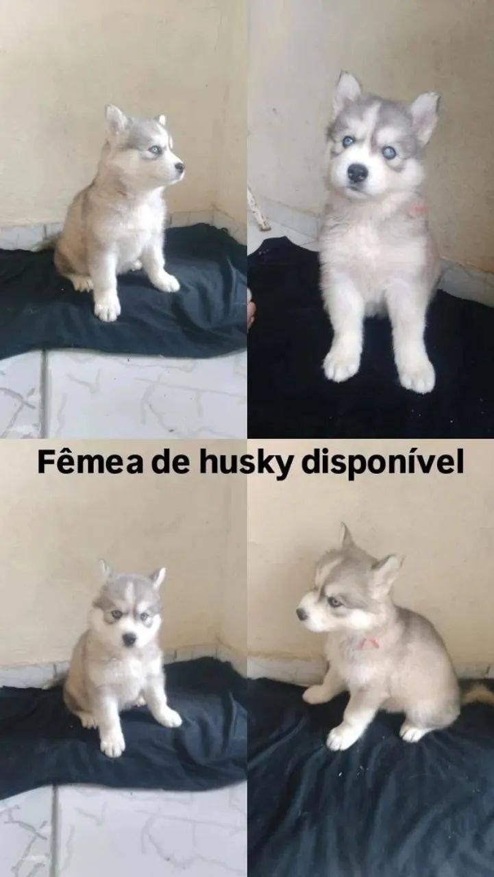 Filhote de Husky Siberiano disponível - Foto 3
