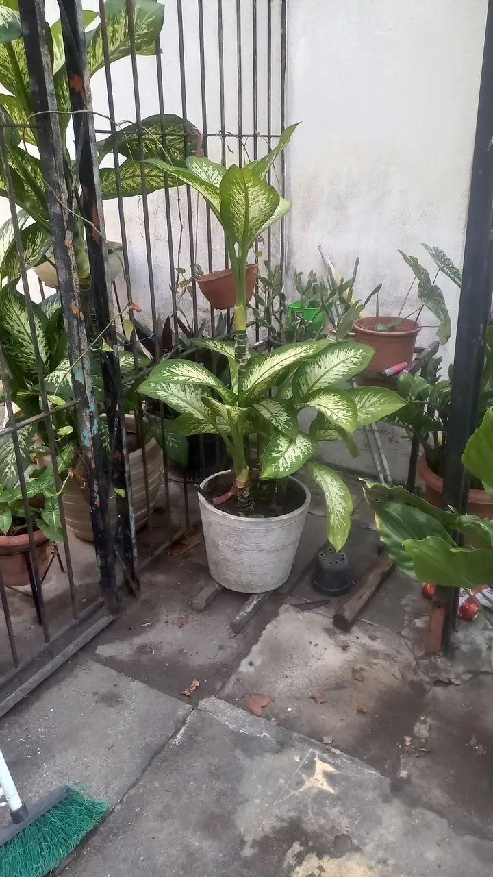 Planta Comigo Ninguém Pode. - Foto 2