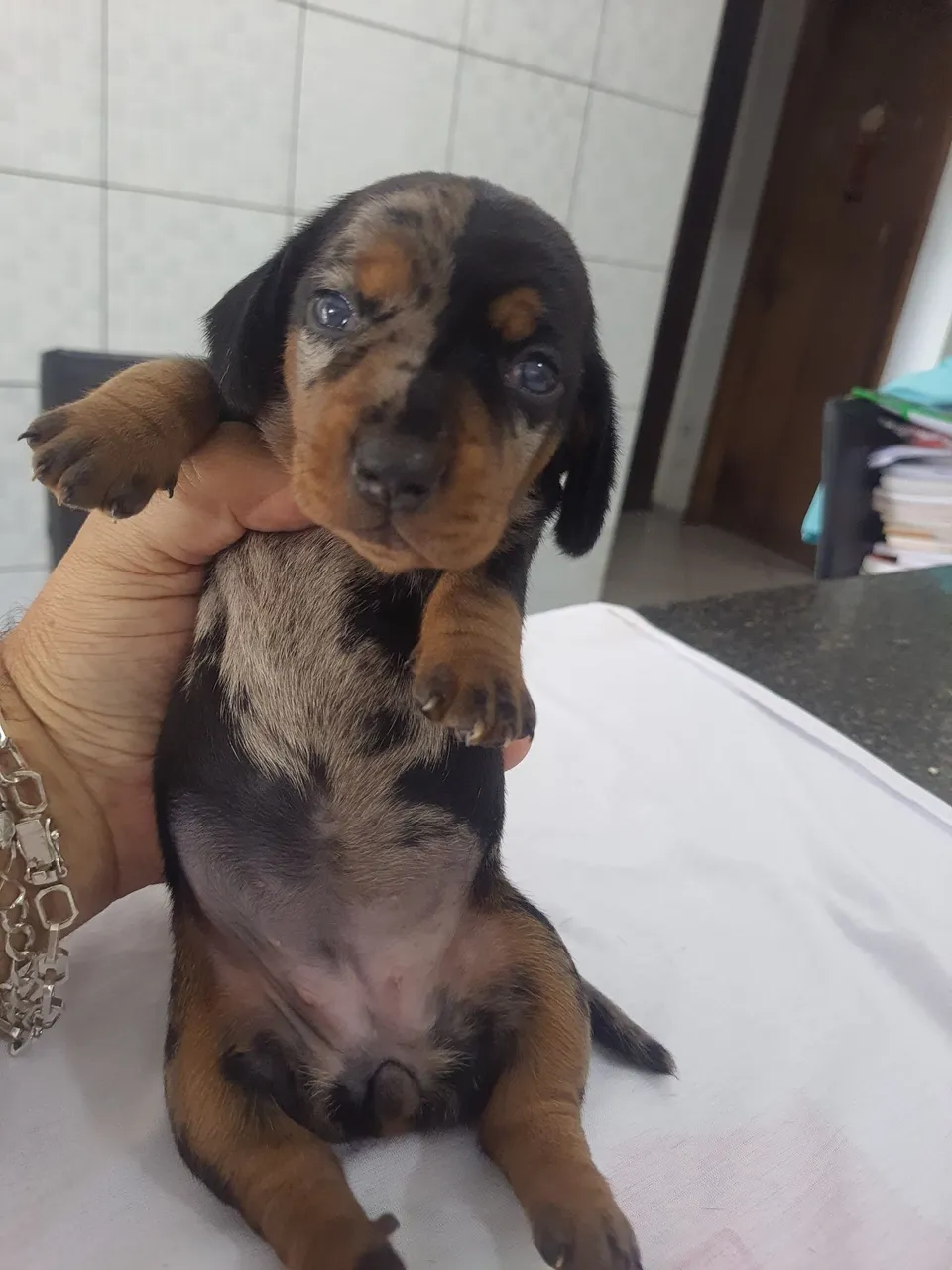 Filhotinho de dachund arlequim salsichinha - uma fofura!