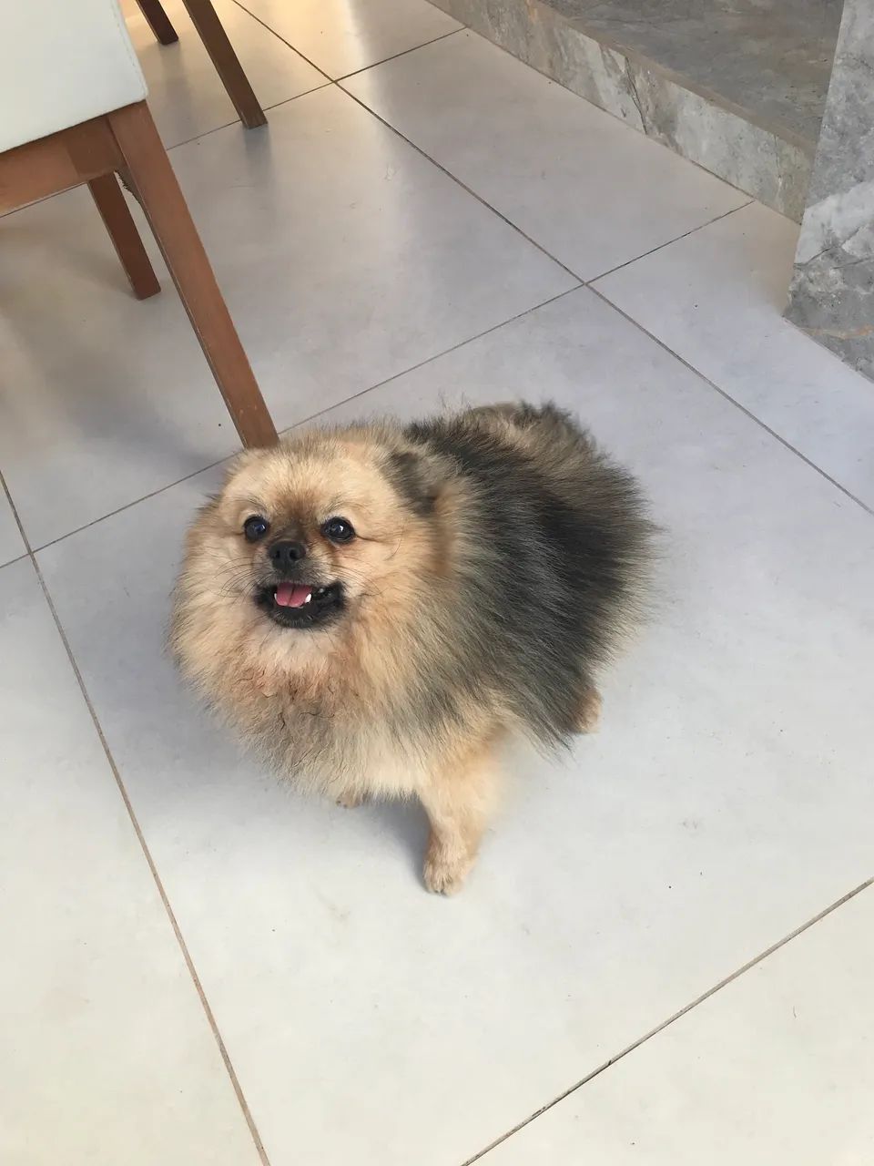 Spitz alemão  - Foto 2