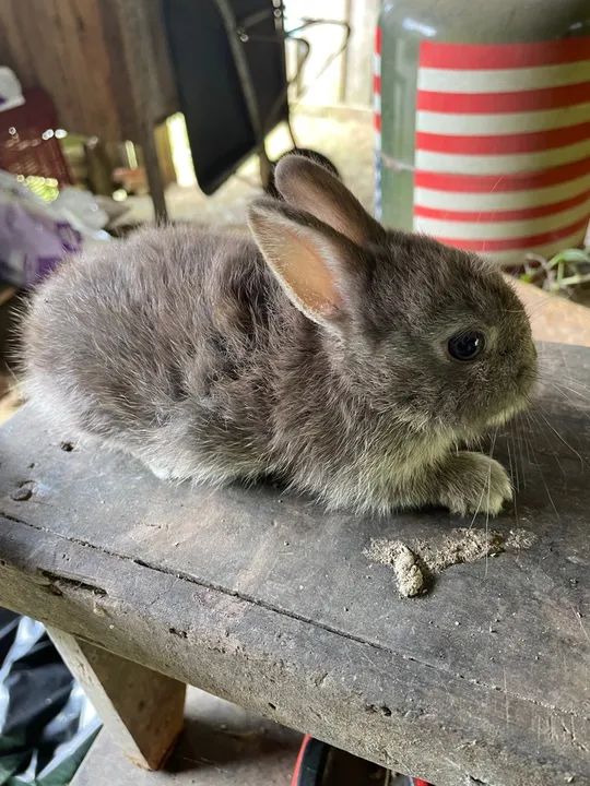 Mini Coelho Netherland a venda 