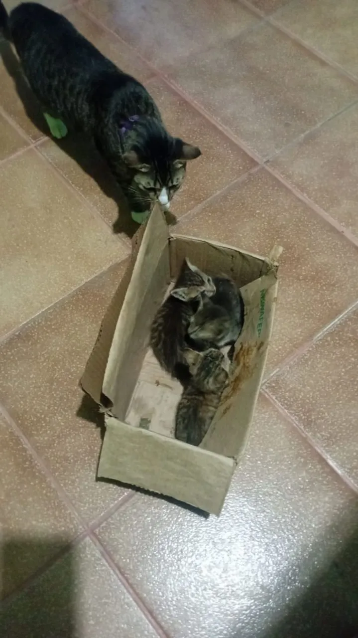 Gatinhos para adoção