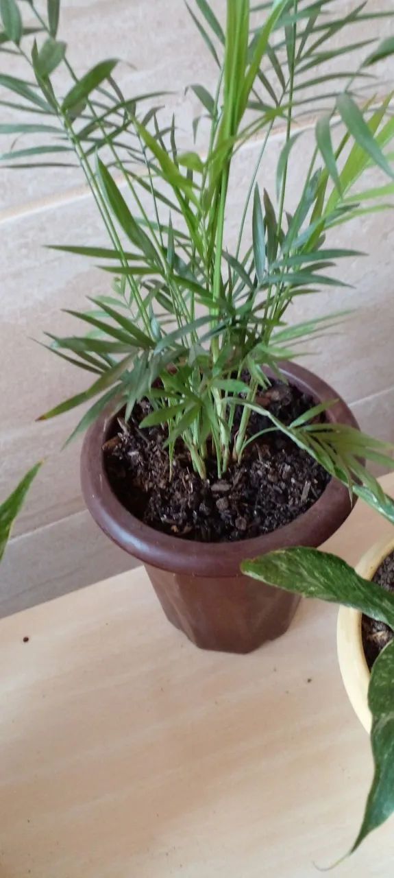 Vasos de plantas variadas - Foto 3