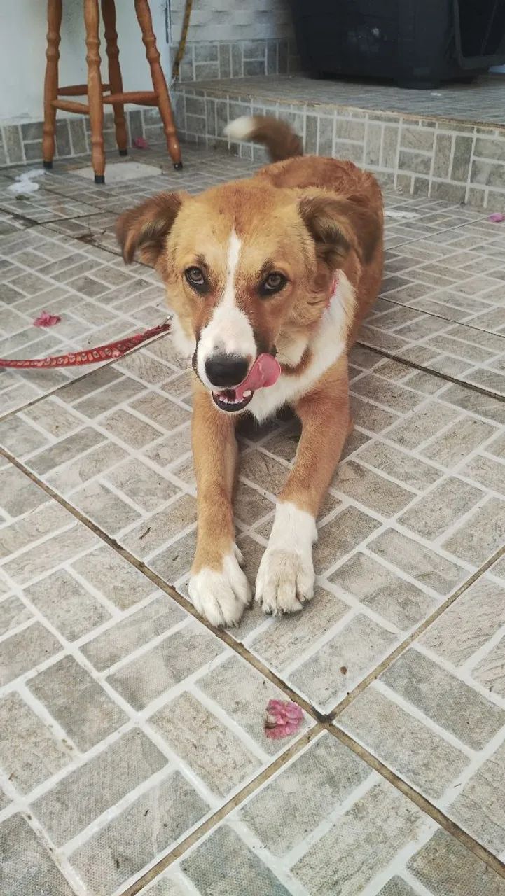 Cachorro SRD adoção  - Foto 4