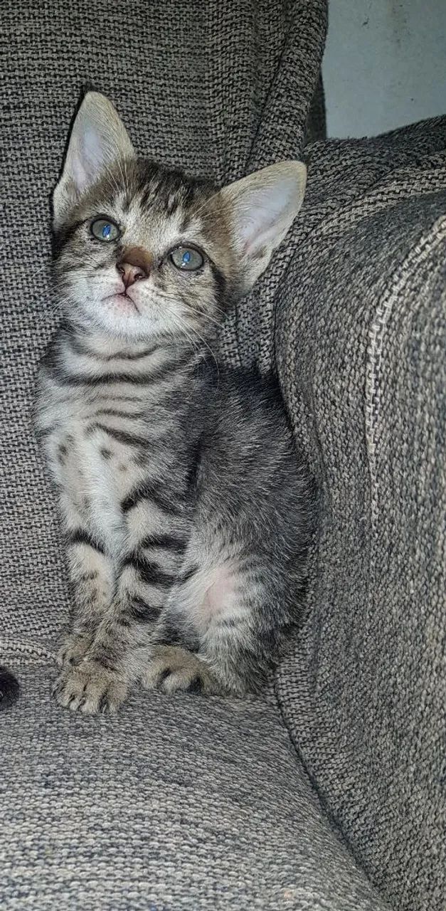 Gatinha Fêmea filhote para adoção