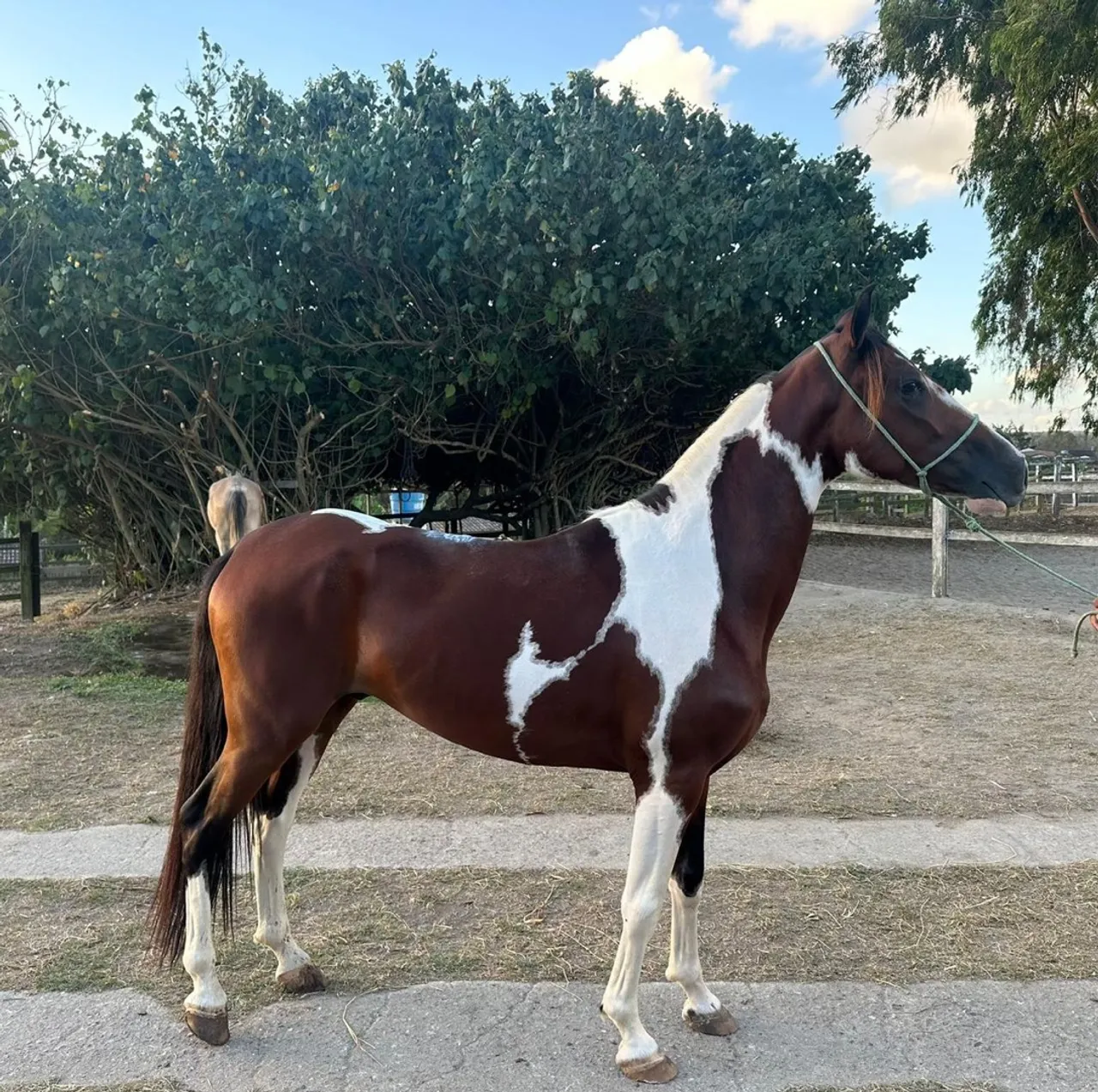 Cavalo Castrado De Marcha 