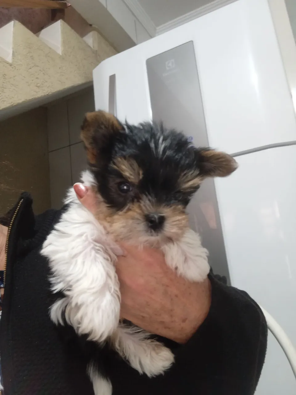 Filhote de Yorkshire Terrier disponível!