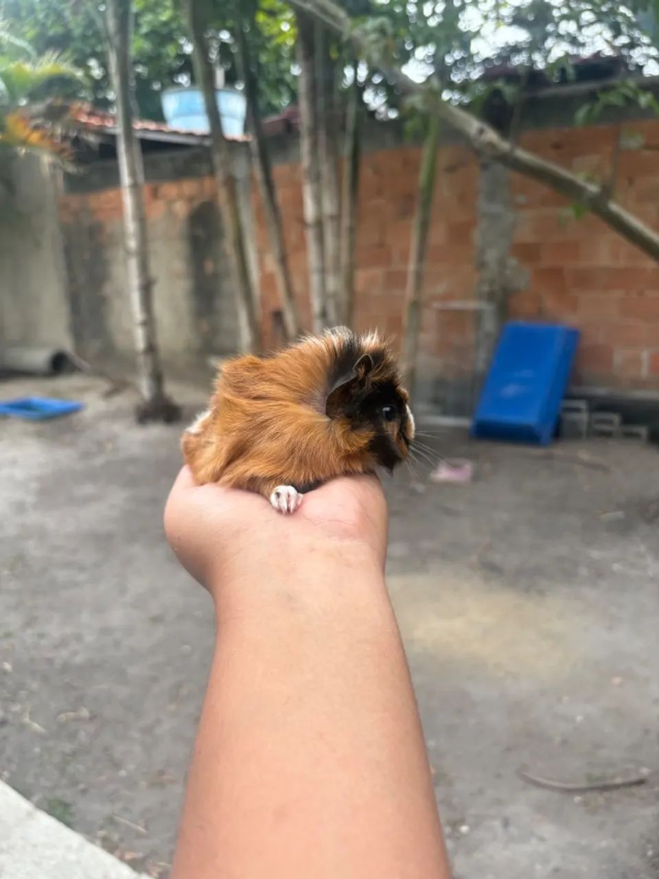 Porquinho da Índia - 25 Dias - Macho - Entrega Imediata - Foto 2