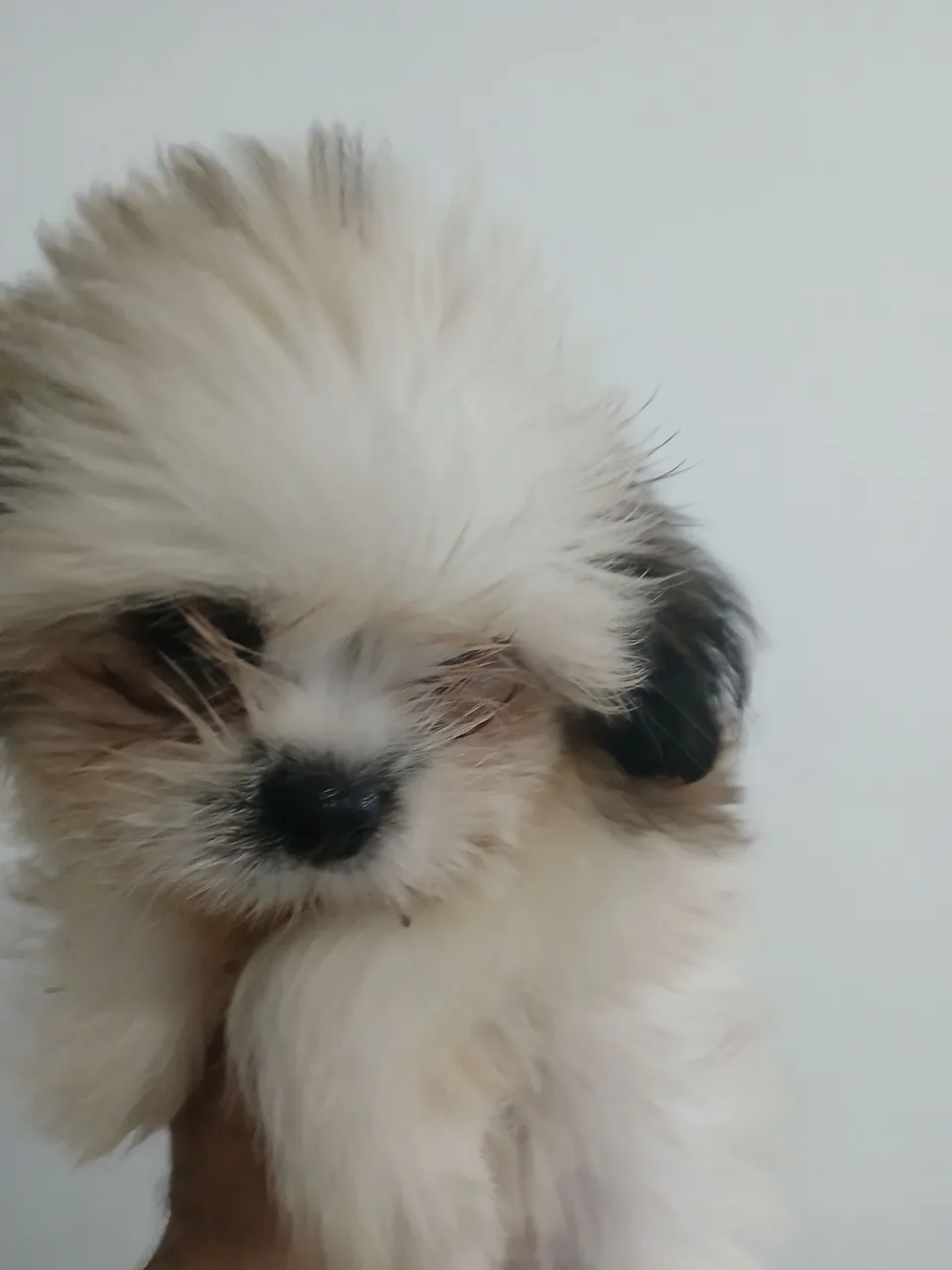 Filhote de Shih Tzu adorável !