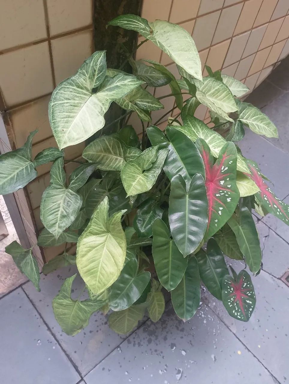 Planta ornamental syngônio muda