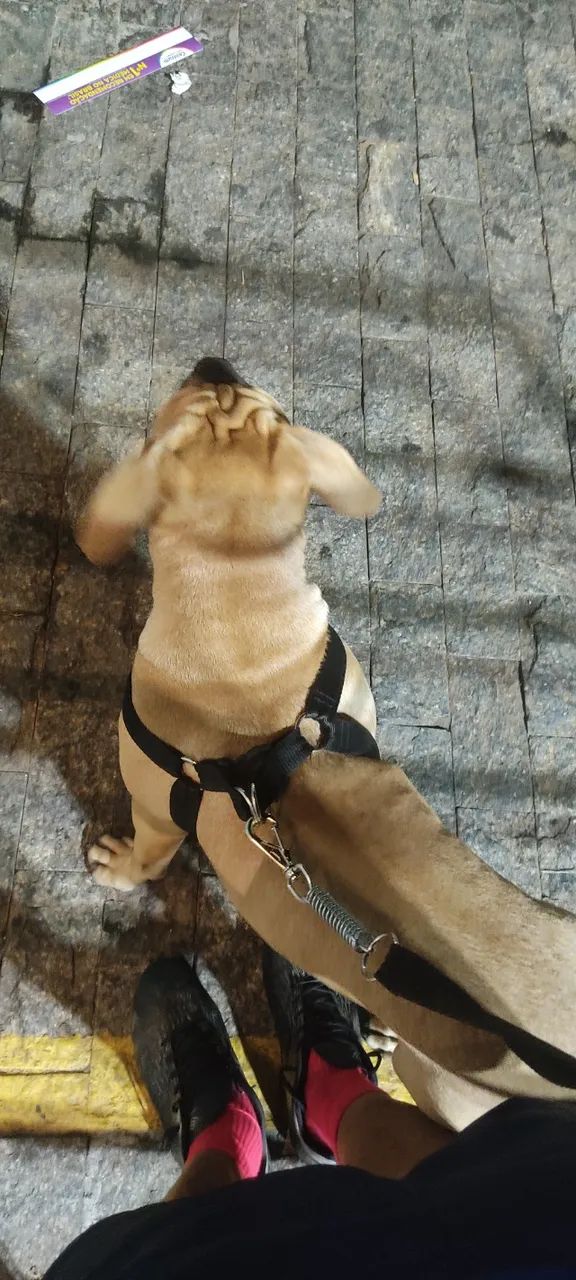 Cachorro American bully - Foto 5