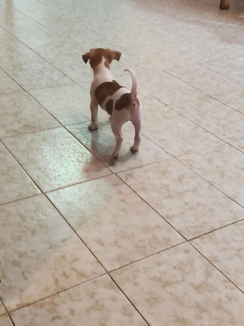 Pinscher de cor rara, branco com caramelo  - Foto 2