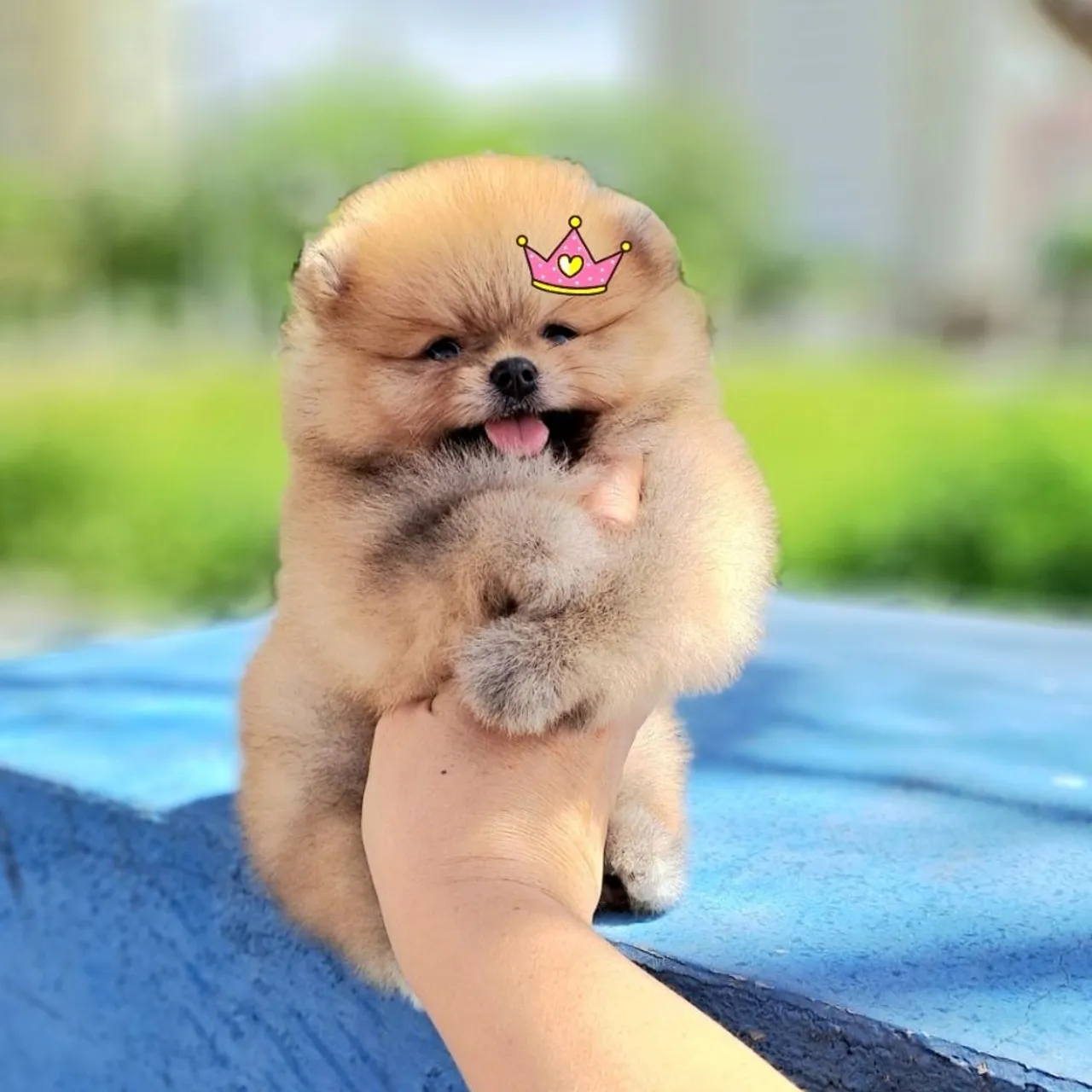 Ursinhos Laranjas Lulu da Pomerânia