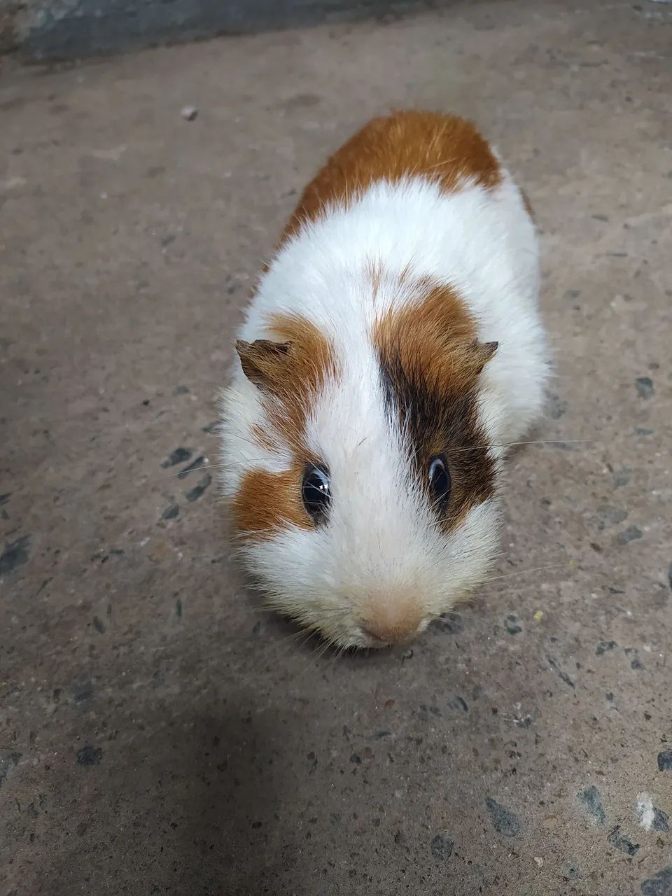 Porquinho da Índia  - Foto 3