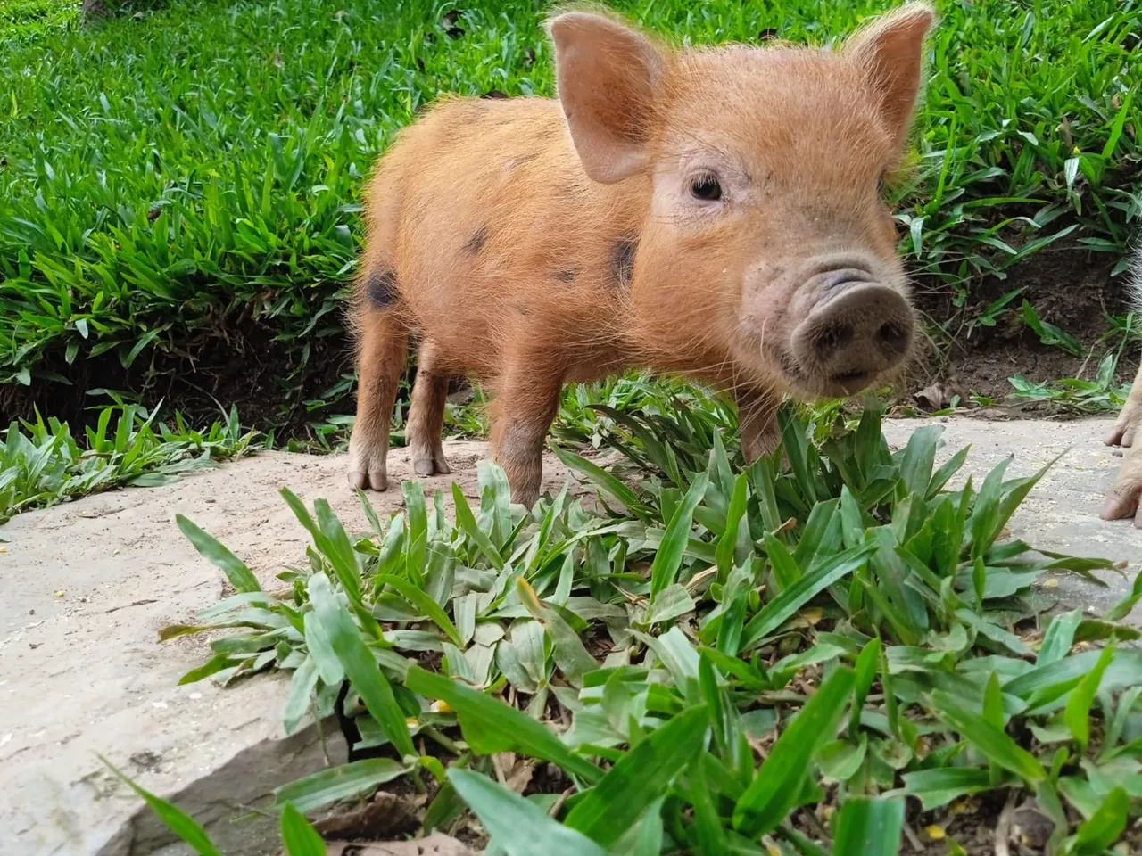 Lindos Mini Pigs Domésticos Disponíveis