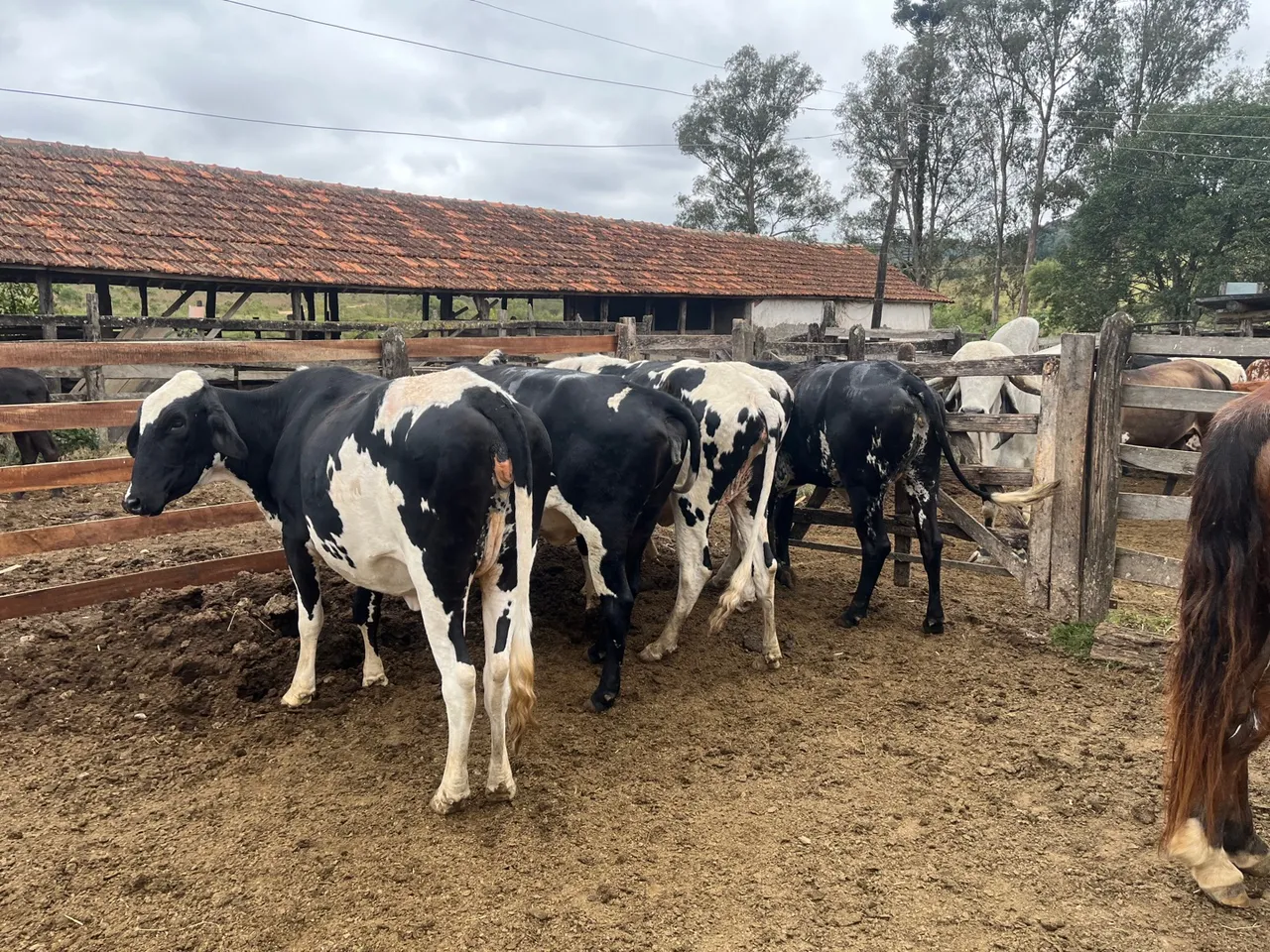 OPORTUNIDADE NOVILHAS