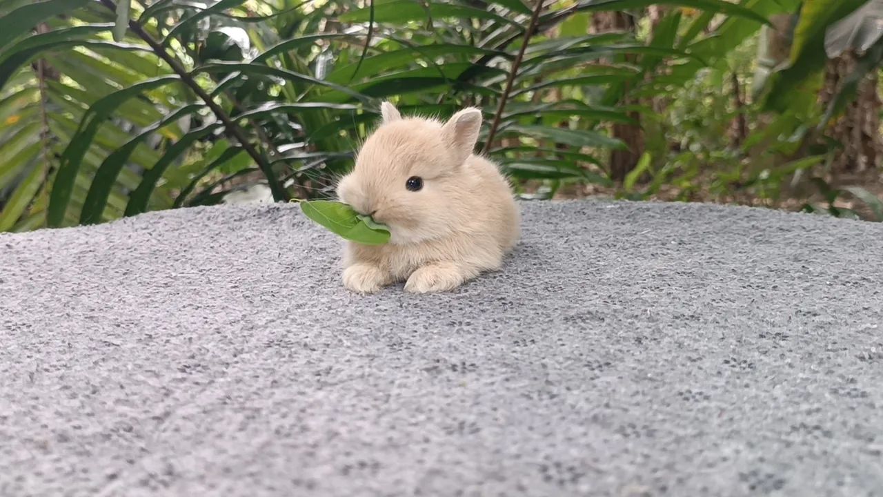 Netherland/ coelho anão  - Foto 3