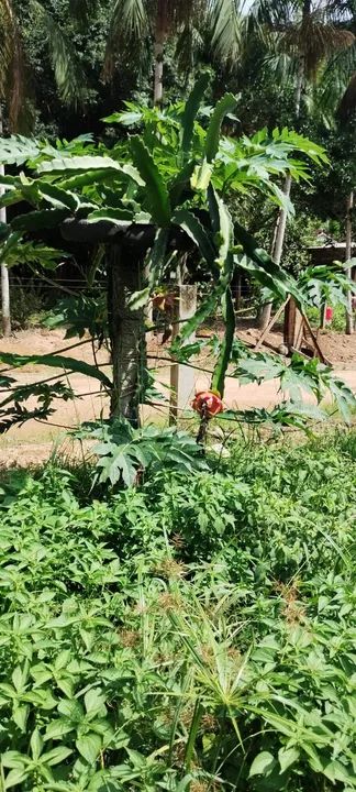 Sítio para venda tem 150000 metros quadrados com 2 quartos em Centro - Angelina - SC - Foto 3