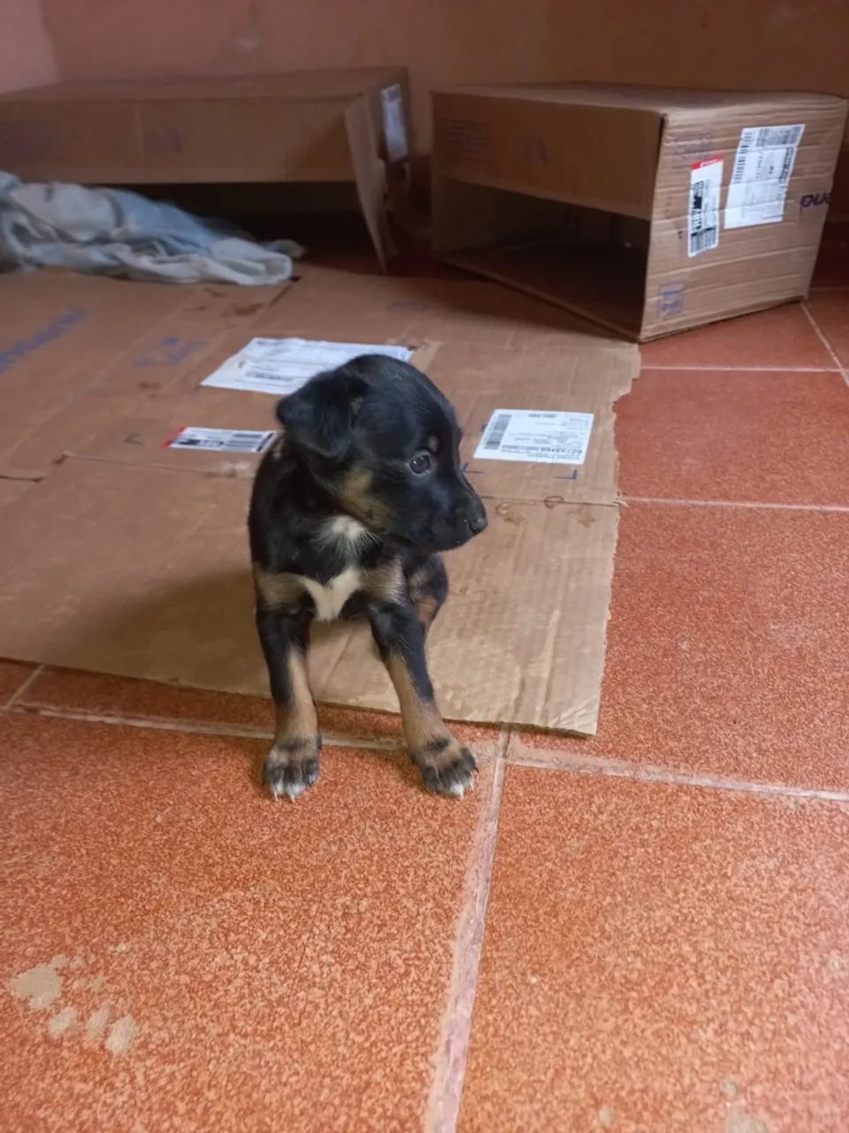 Doação de Cachorros novos  - Foto 5