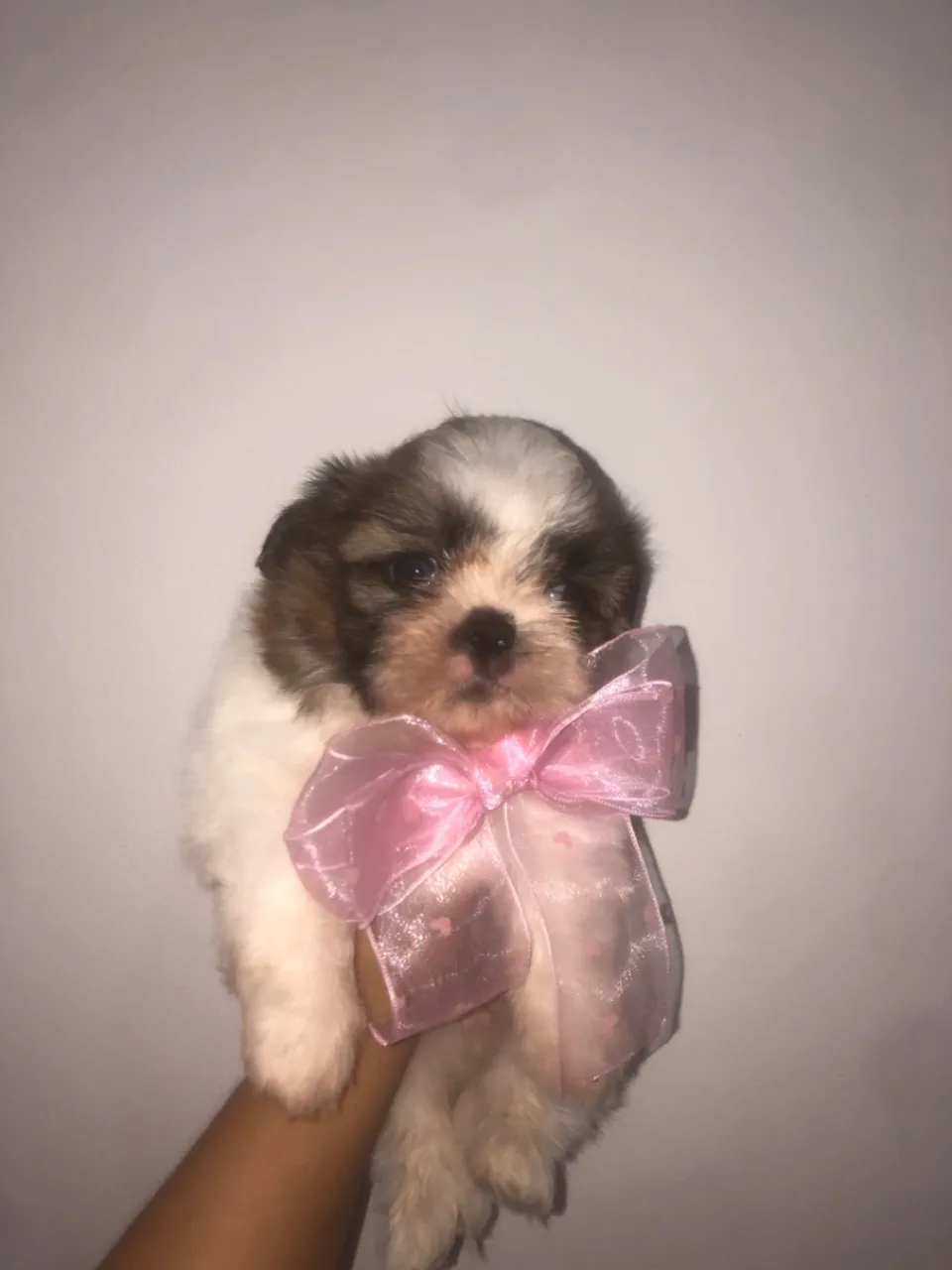 Filhote Shih Tzu Fêmea