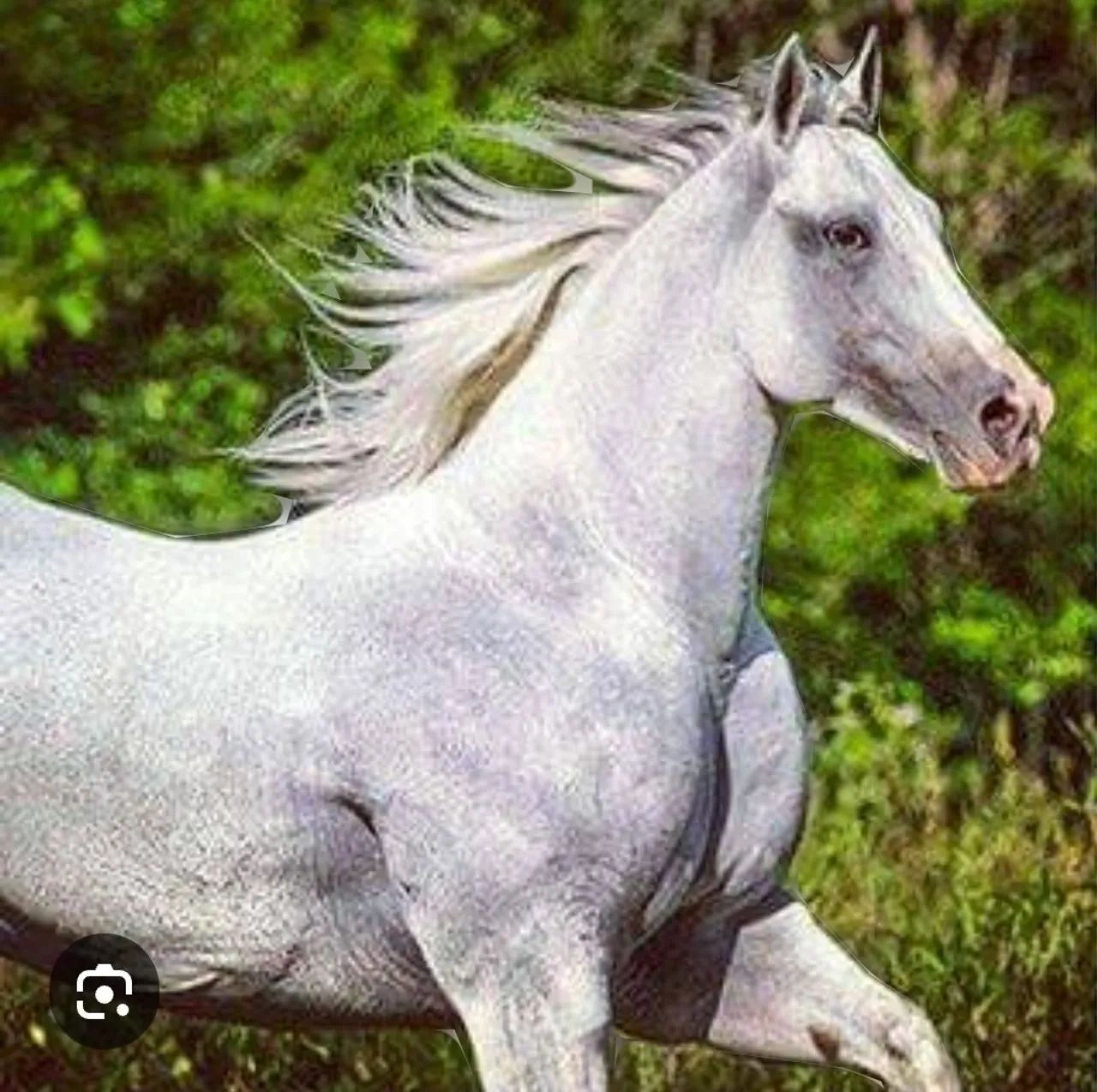 POTRO + EGUA(Don Diego Lad) QM PUROS