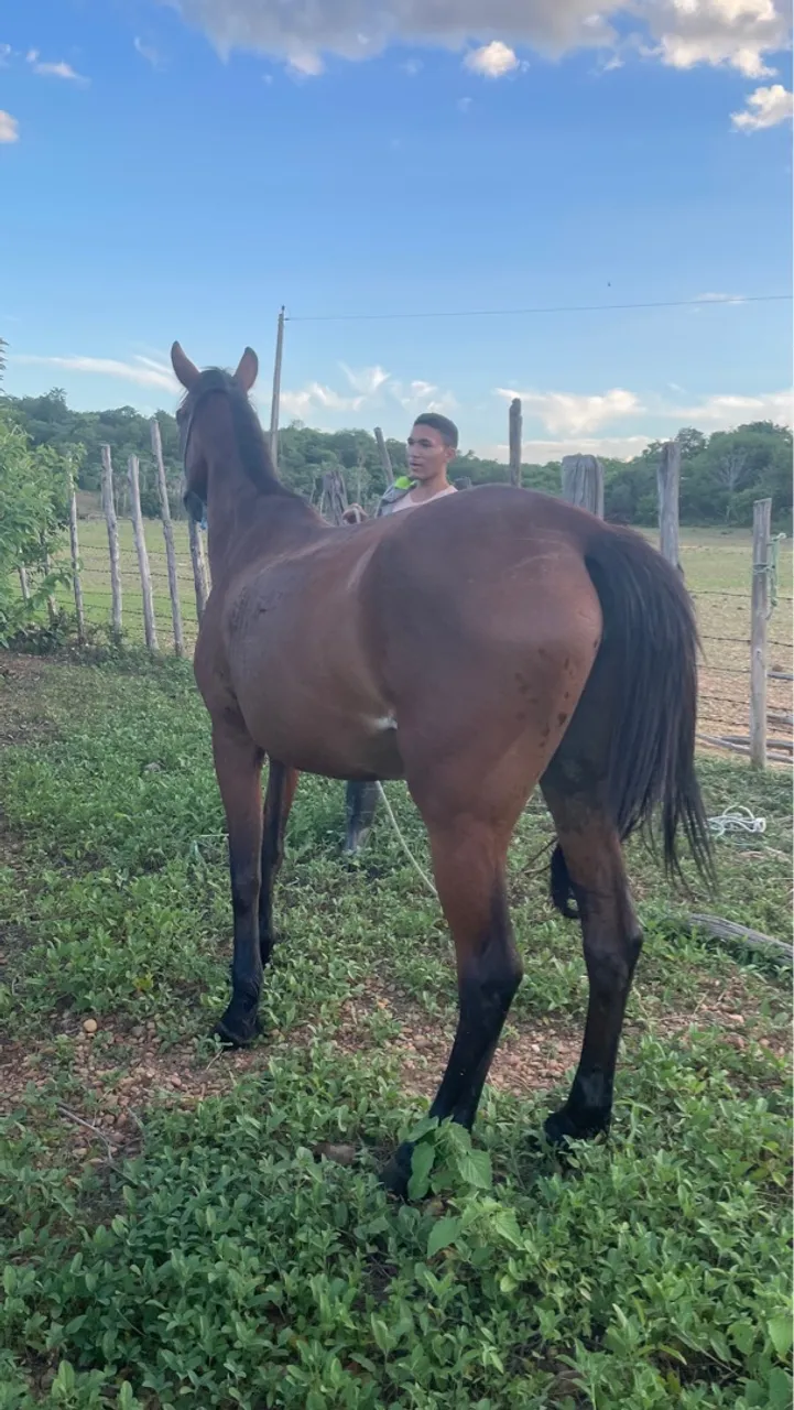 Vende-se Egua Mestiça Prenha