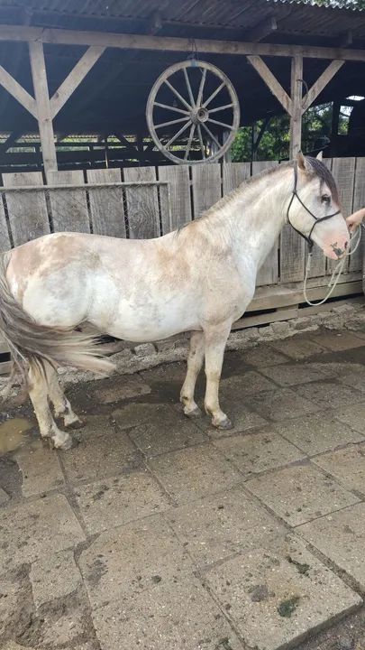 Cuiudo oveiro, confirmado  - Foto 2