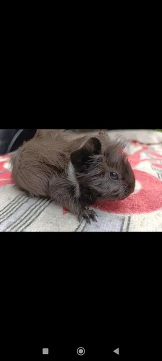 Porquinha da Índia  - Foto 3